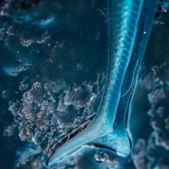 COMBO Leurres Souples Shad Lançon EELO 110 8gr AYU/BLEU 14 COMBO Leurres Souples Shad Lançon EELO 110 8gr AYU/BLEU -Pêche Fournitures Magasin combo leurres souples shad lancon eelo 110 8gr ayubleu 2