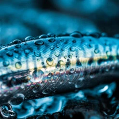 Poisson Nageur SAXTON 75S MAQUEREAU VERT Pêche Au Leurre En Mer 13 Poisson Nageur SAXTON 75S MAQUEREAU VERT Pêche Au Leurre En Mer -Pêche Fournitures Magasin poisson nageur saxton 75s maquereau vert peche au leurre en mer 4